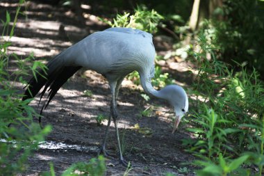 blue Vinç için yiyecek arama