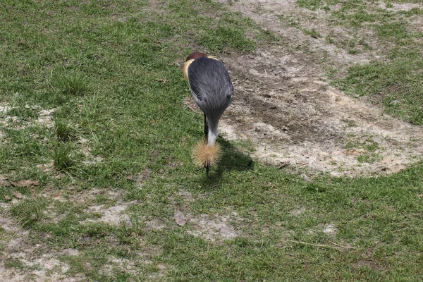 Oost Afrikaanse Grey Gekroond Kraan — Stockfoto