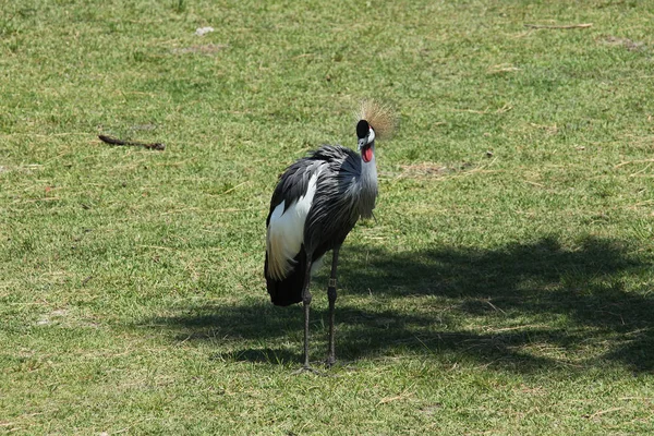 Koronnik East African Szary — Zdjęcie stockowe