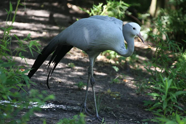 Blue Crane Searching Food — Stock Photo, Image