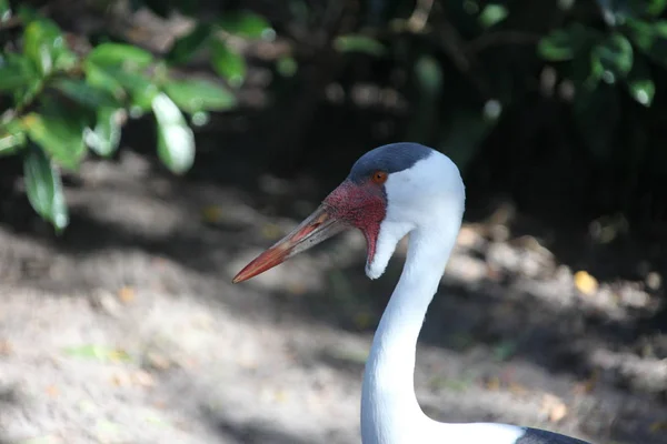 Wattled Crane Searching Food — Stock Photo, Image