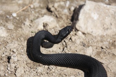siyah Nikolsky'nın yılan saldırı için hazır