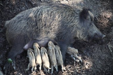 yabani domuz domuz yavruları beslenir