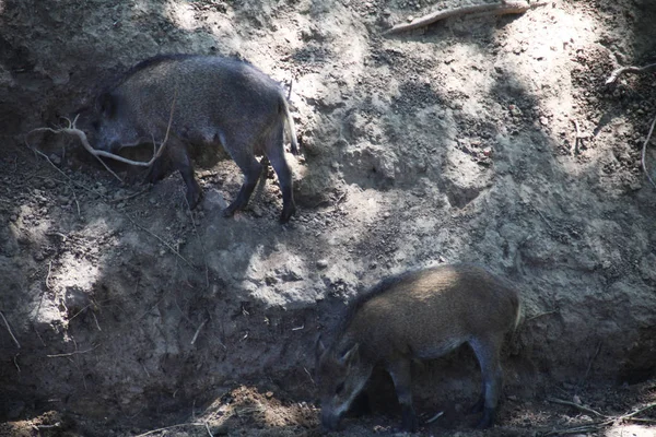 Wild Boar Searching Food Forest — Stock Photo, Image