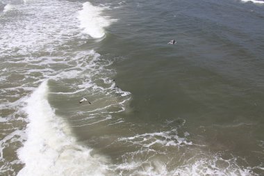 Florida Atlantik Okyanusu kıyısında