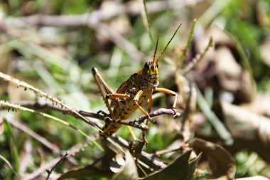 Çekirge bir ot oturuyor