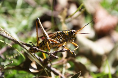 Çekirge bir ot oturuyor