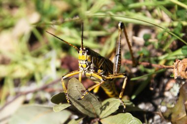 Çekirge bir ot oturuyor
