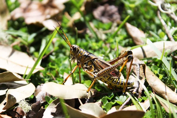 Grasshopper Sitting Grass — Stock Photo, Image