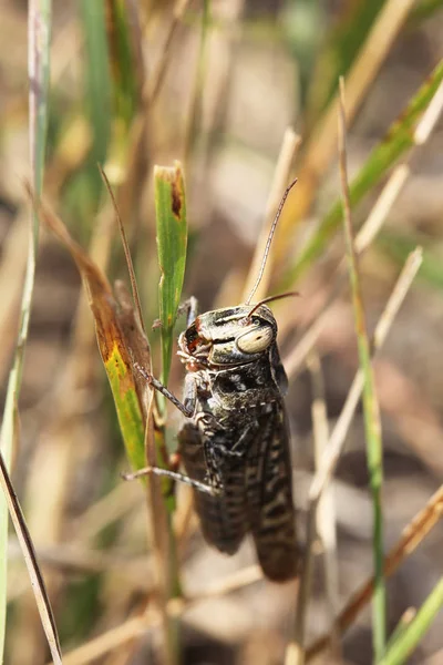 Saltamontes Está Sentado Una Hierba — Foto de Stock