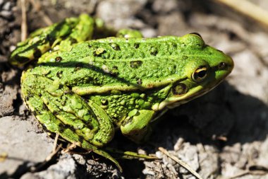  bir kurbağa bataklık görünümü Kapat