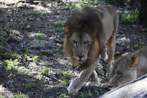 Stäng Lions Nationalparken — Stockfoto