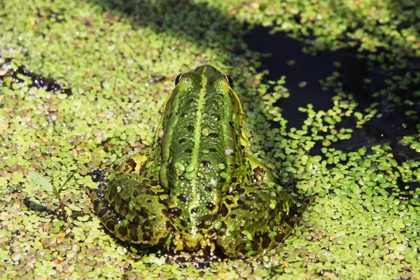 Close View Frog Болото — стоковое фото