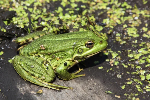 Close View Frog Болото — стоковое фото