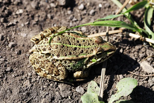 Close View Frog Marsh — Stock Photo, Image
