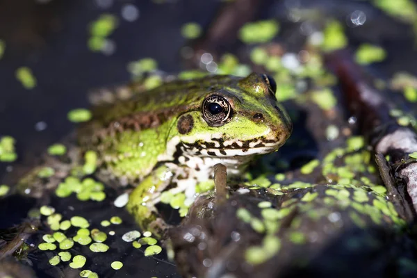 Weergave Van Een Kikker Moeras Sluit — Stockfoto