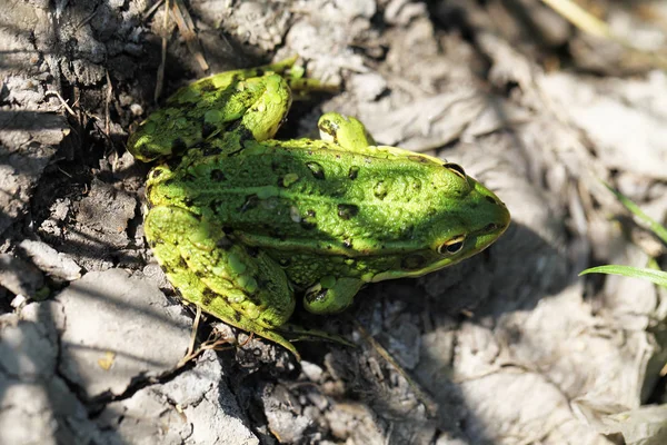 Close View Frog Болото — стоковое фото