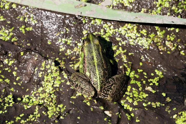 Vue Rapprochée Une Grenouille Dans Marais — Photo