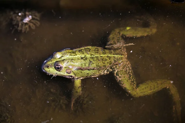 沼泽中青蛙的近景 — 图库照片