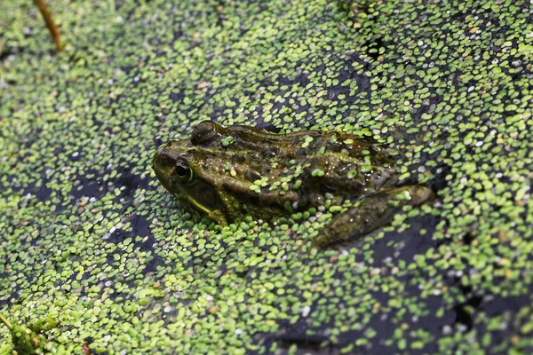 Close View Frog Болото — стоковое фото