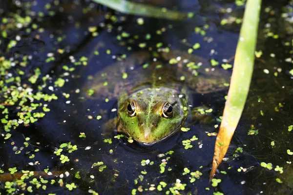 沼泽中青蛙的近景 — 图库照片