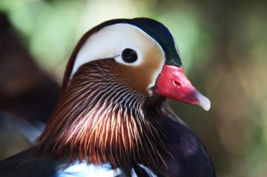 bir mandarin ördeği görünümünü kapat
