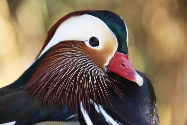 Vue Rapprochée Canard Mandarin — Photo