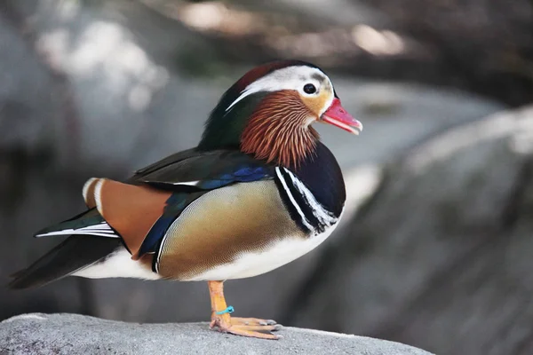 Vue Rapprochée Canard Mandarin — Photo