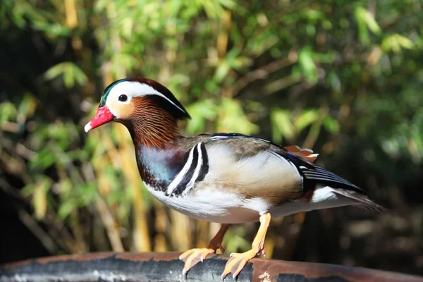 Vue Rapprochée Canard Mandarin — Photo