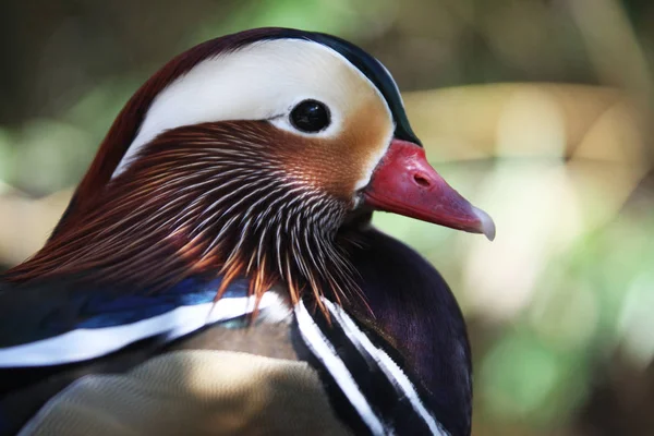 Vue Rapprochée Canard Mandarin — Photo