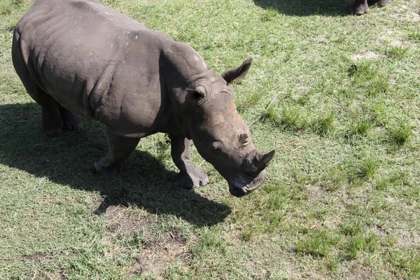 Weergave Van Het Fokken Van Neushoorns Sluit — Stockfoto