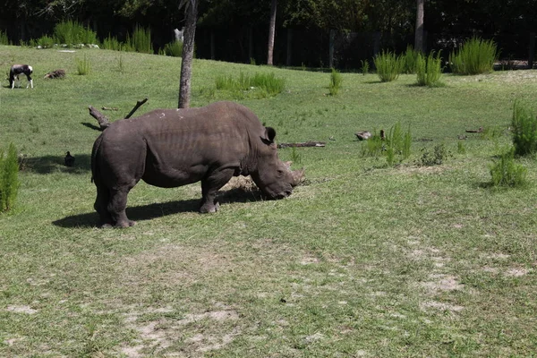 Близкий Взгляд Пастбища Носорогов — стоковое фото
