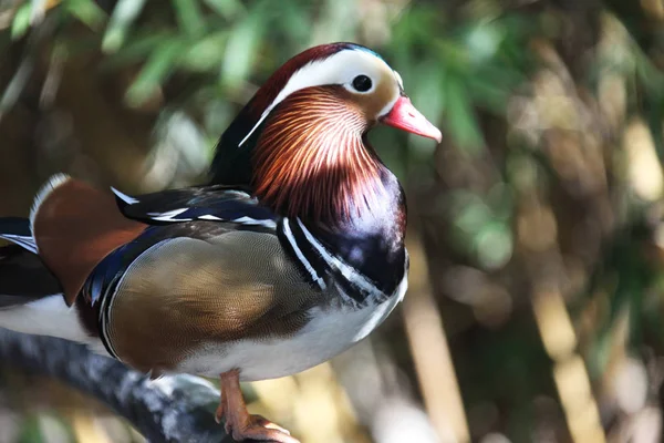 Close View Mandarin Duck Stock Photo