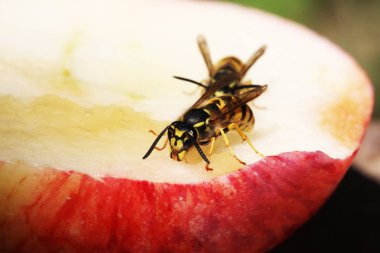 Eşek arısı görünümü Kapat 