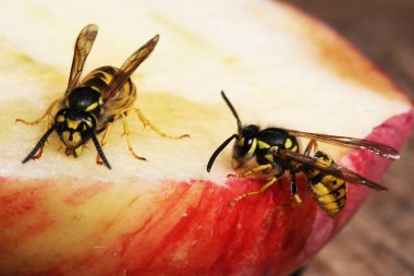 Eşek arısı görünümü Kapat 