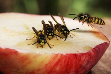 Eşek arısı görünümü Kapat 