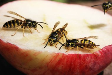 Eşek arısı görünümü Kapat 