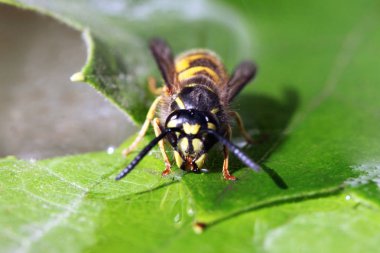 Eşek arısı görünümü Kapat 