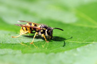 Eşek arısı görünümü Kapat 