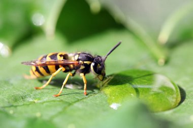 Eşek arısı görünümü Kapat 