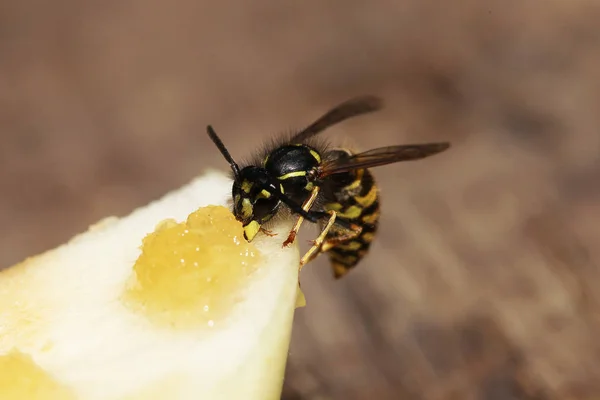 Vue Rapprochée Une Guêpe — Photo