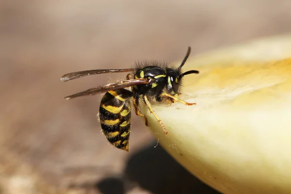 Close view of a wasp