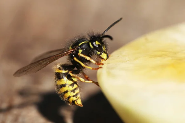 Close View Wasp — Stock Photo, Image