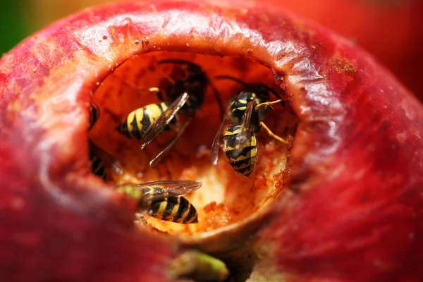 Close View Wasp — Stock Photo, Image