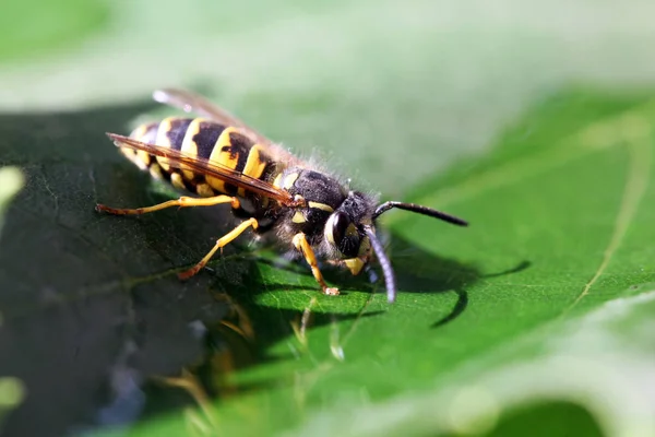 Close View Wasp — Stock Photo, Image
