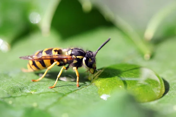 Close View Wasp — Stock Photo, Image