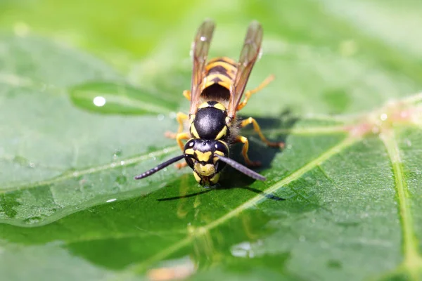 Close View Wasp — Stock Photo, Image