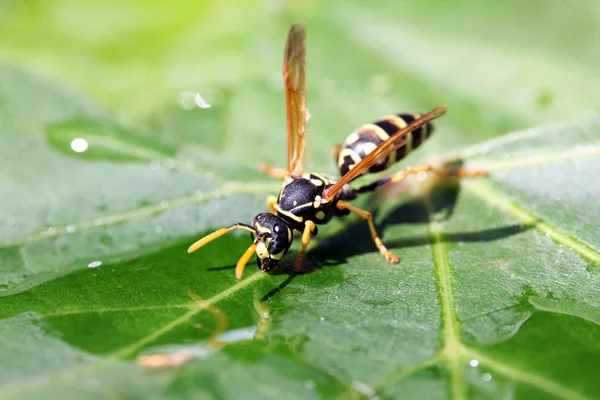 Close View Wasp — Stock Photo, Image