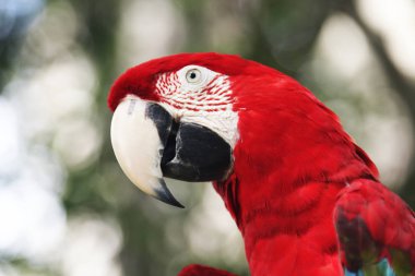 bir ağaç dalına oturan papağan