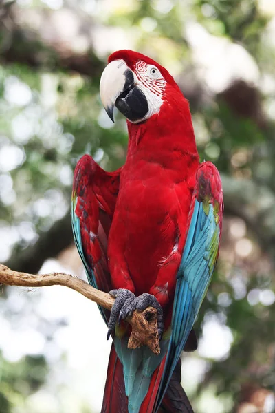 Papagei Sitzt Auf Einem Ast — Stockfoto